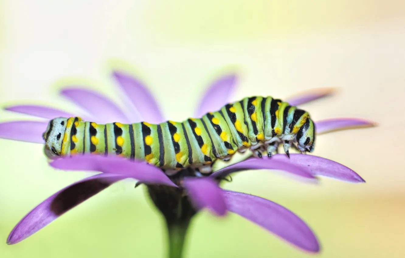 Photo wallpaper flowers, caterpillar, background