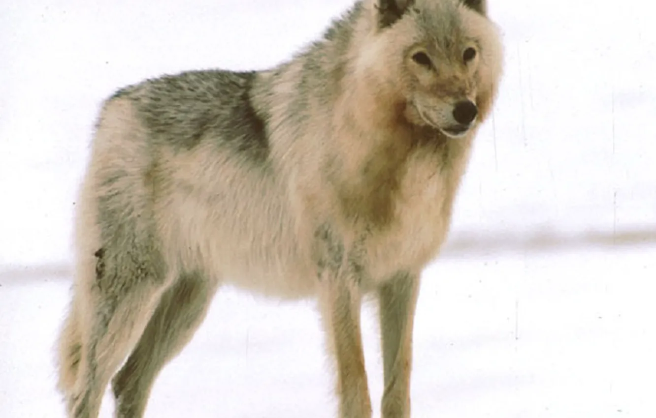 Photo wallpaper Predator, nature, animal, wolf, wildlife, handsome, portrait, portrait.