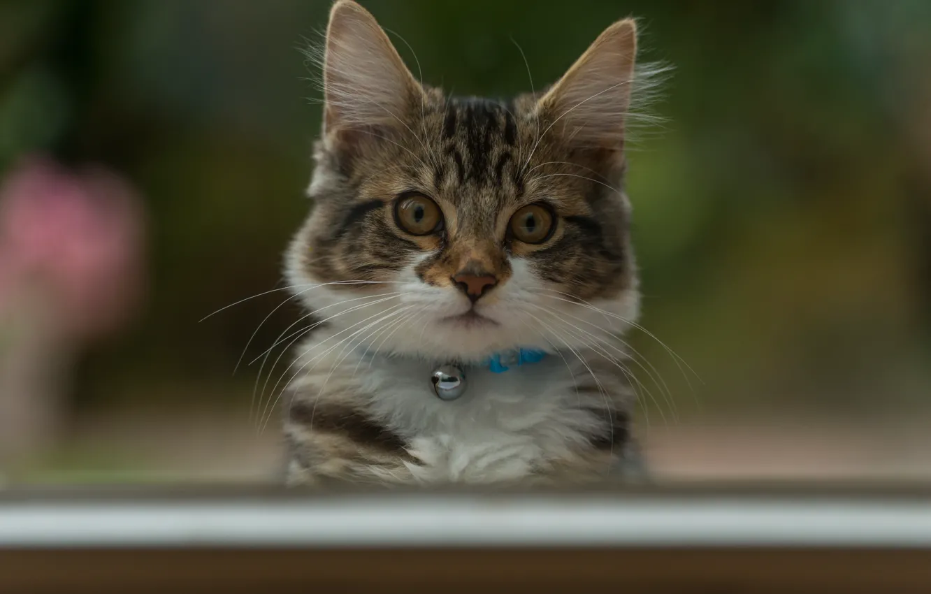 Photo wallpaper eyes, look, background, cute, kitty