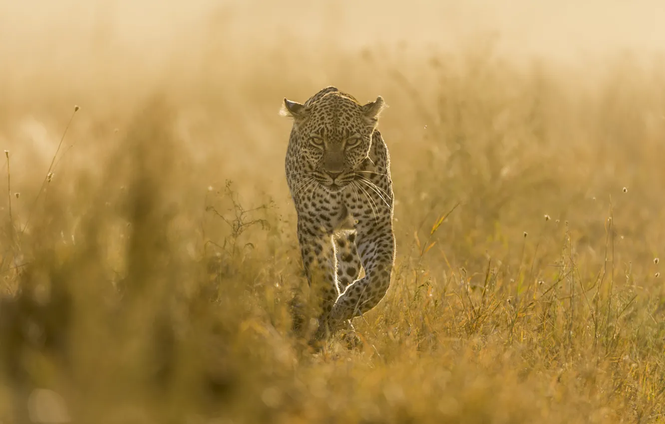 Photo wallpaper field, leopard, walk