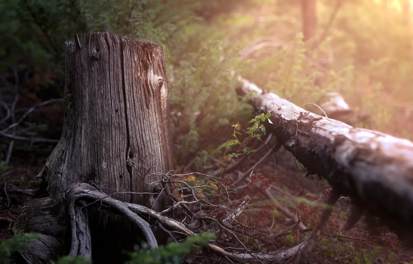 Photo wallpaper forest, nature, stump