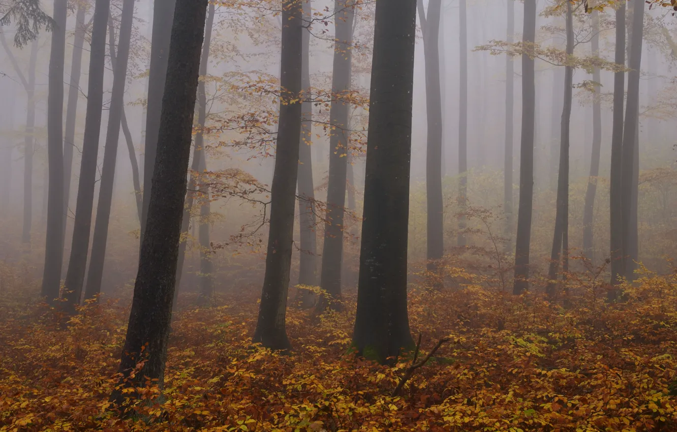 Photo wallpaper autumn, forest, trees, nature, fog, Niklas Hamisch