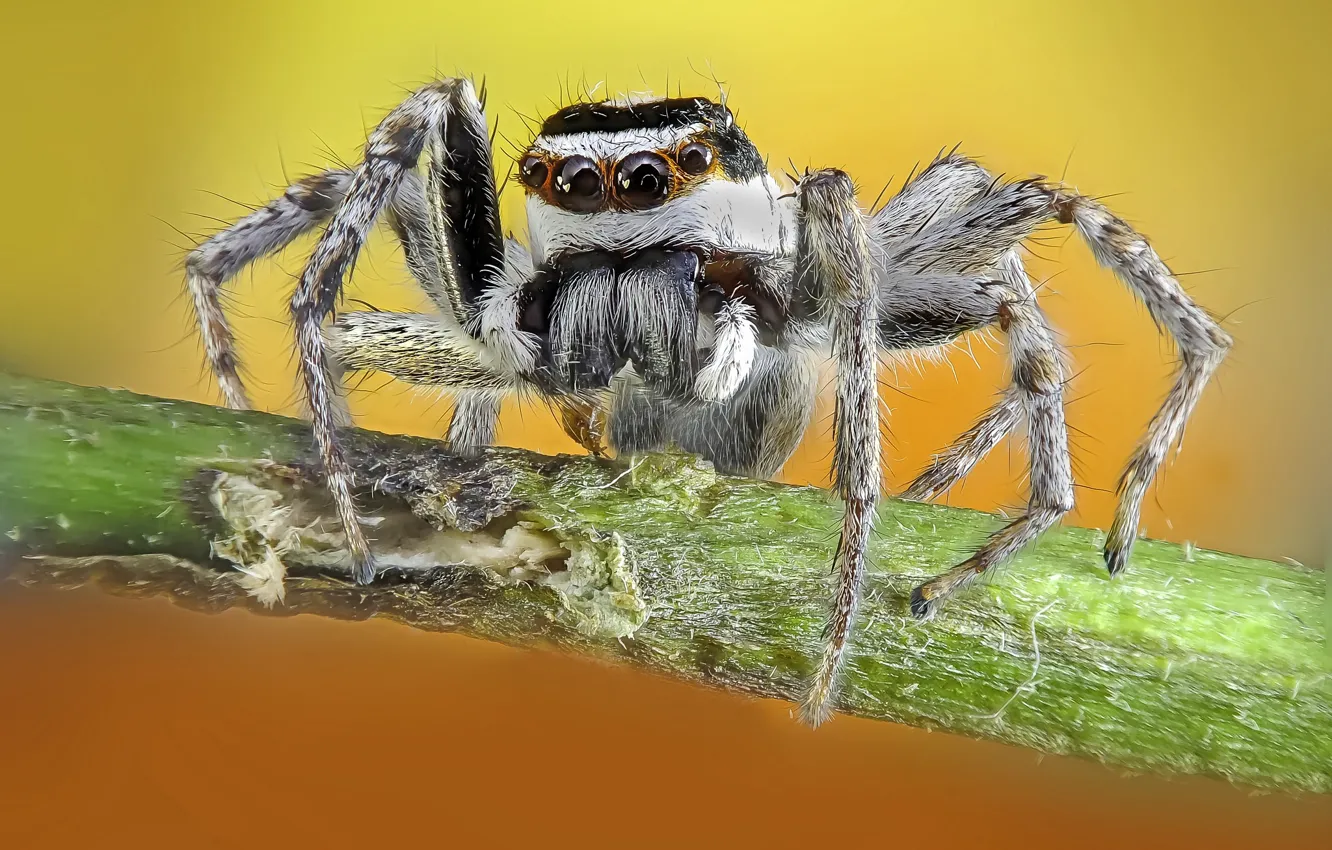 Photo wallpaper macro, background, spider
