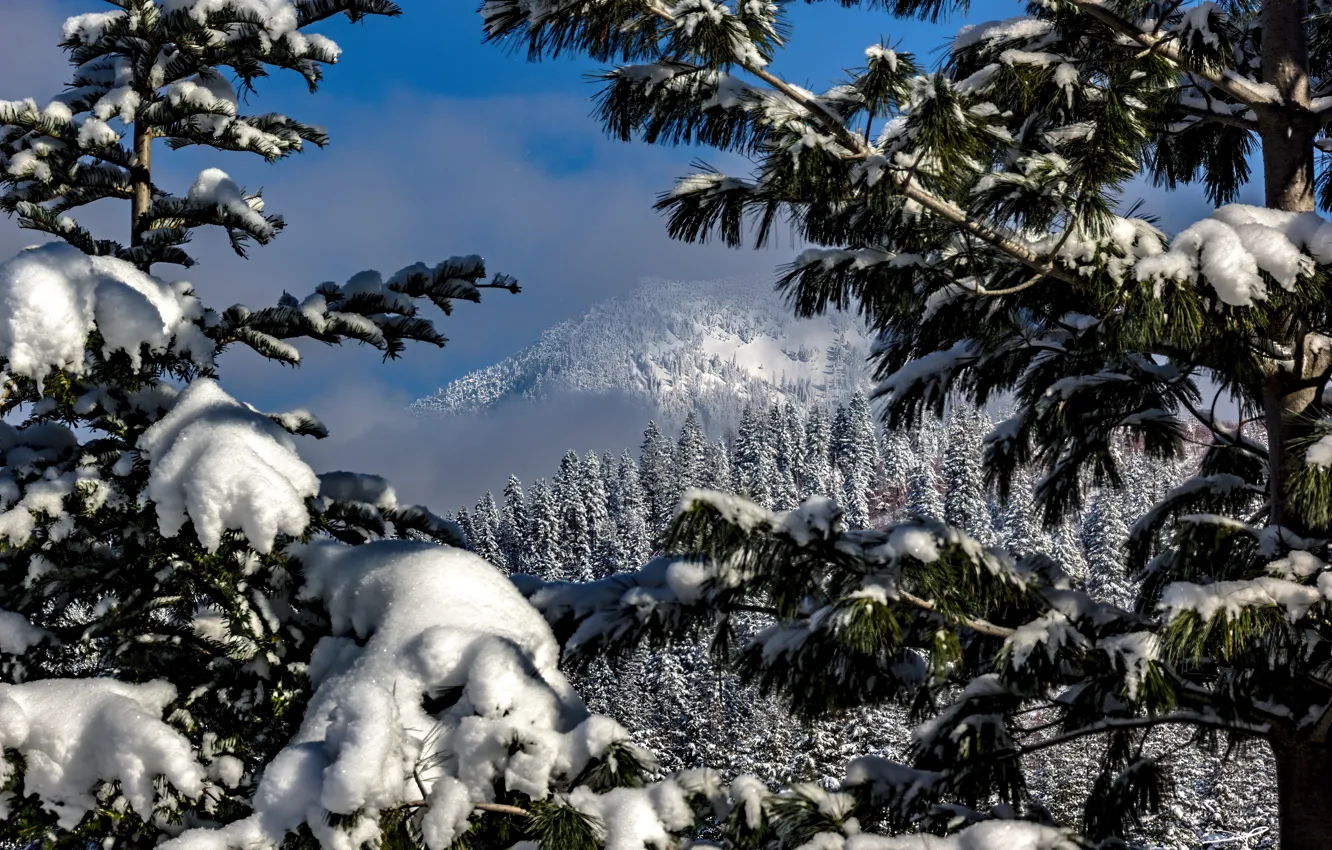 Photo wallpaper winter, snow, trees, landscape, mountains, branches, nature, forest