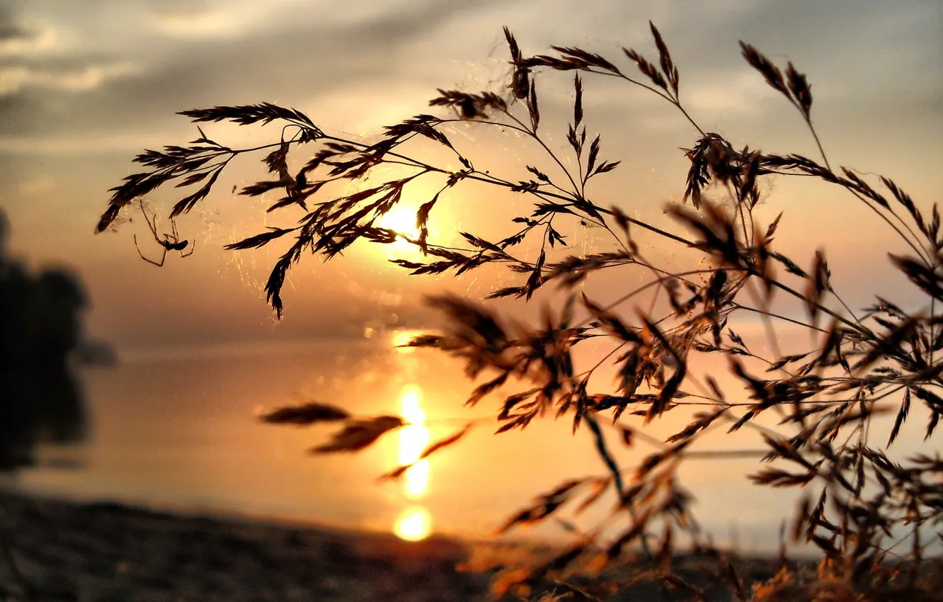 Photo wallpaper spider, the evening, lake, nature, plant