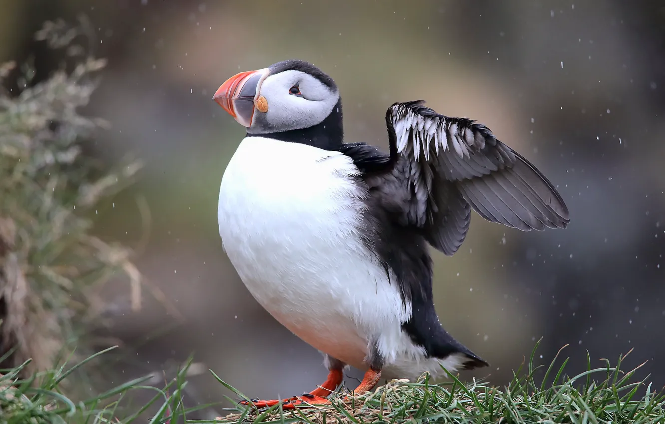 Photo wallpaper pose, bird, stalled