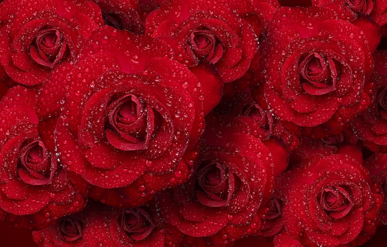 Photo wallpaper water, drops, roses, bouquet, red