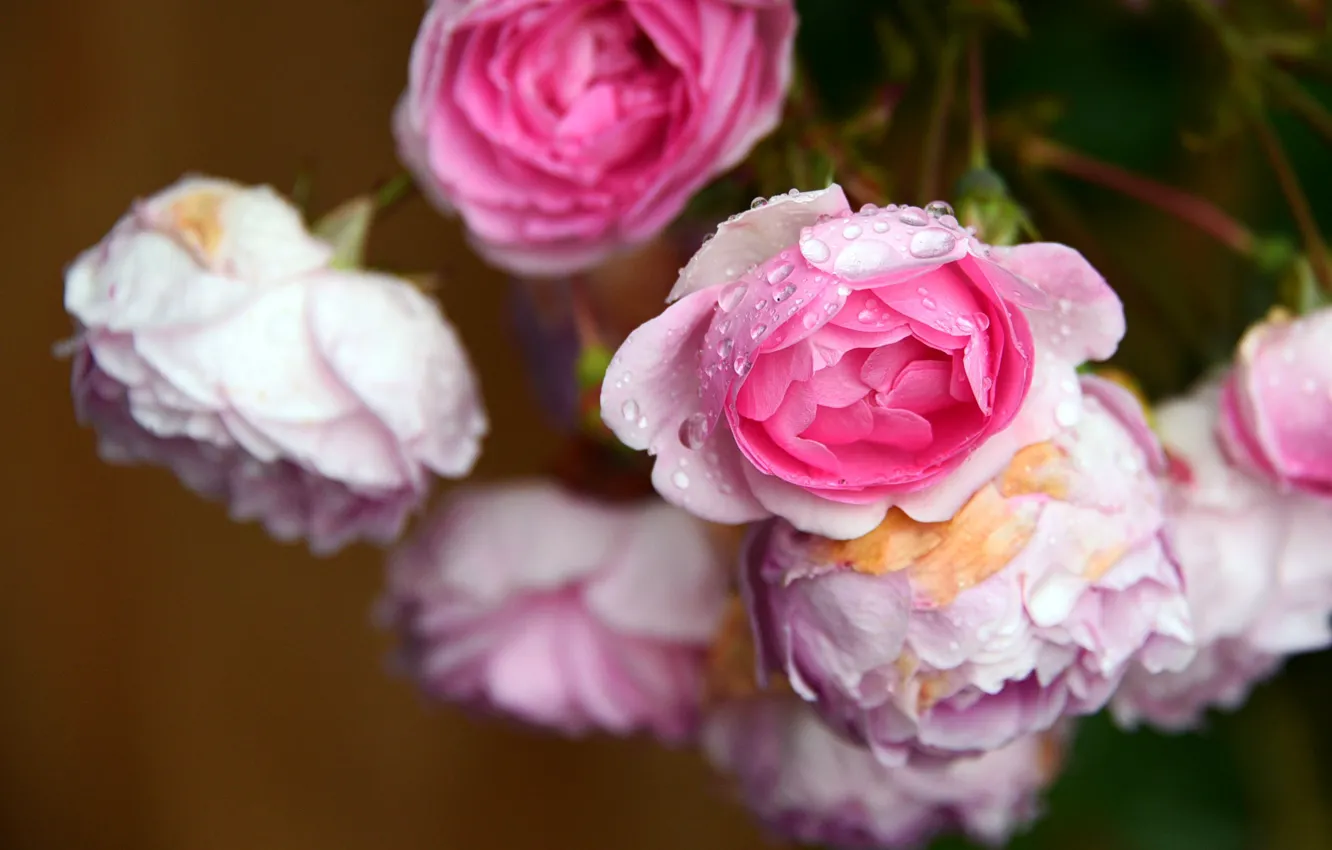 Photo wallpaper drops, macro, roses, pink, buds