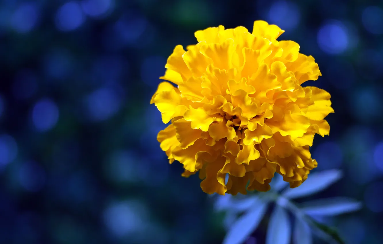 Photo wallpaper flower, yellow, bright, petals, blue background, bokeh, marigolds, barhatets