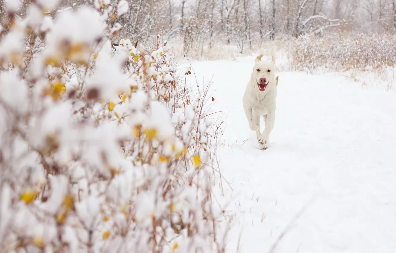 Photo wallpaper snow, background, dog