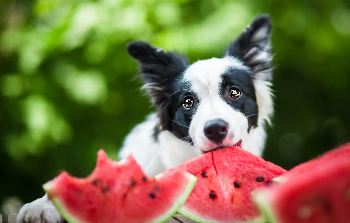Photo wallpaper look, face, nature, mood, portrait, dog, positive, watermelon