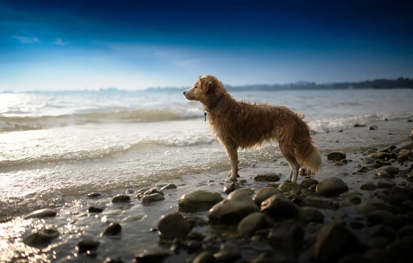 Photo wallpaper sea, look, dog