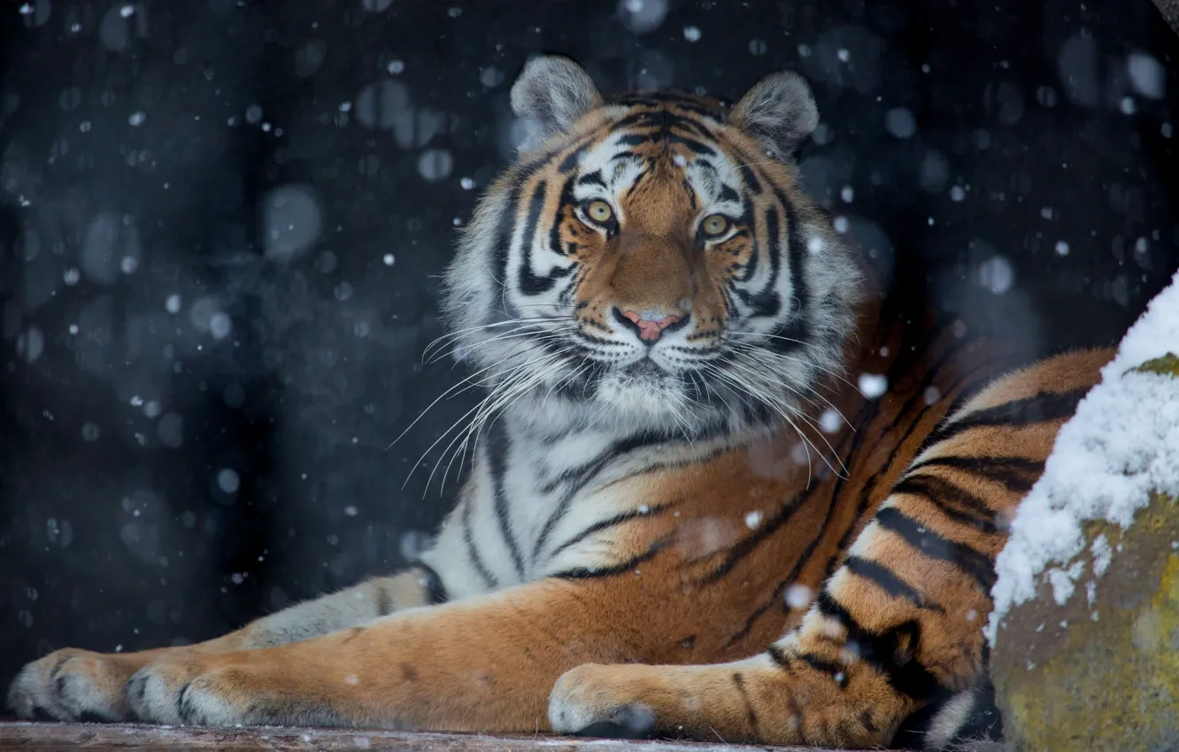 Photo wallpaper winter, look, snow, tiger, the dark background, snowfall