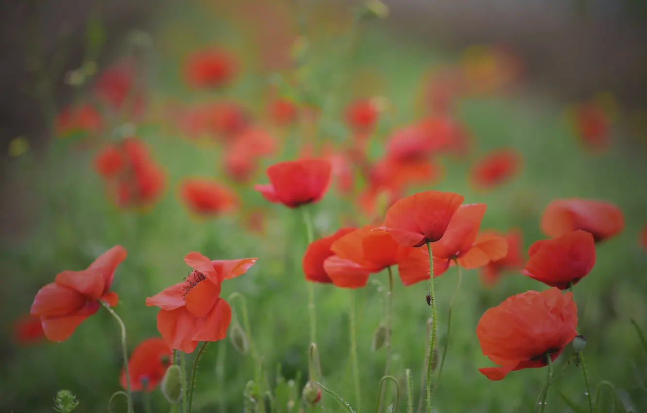 Photo wallpaper field, summer, flowers, red, glade, Maki, blur, blur
