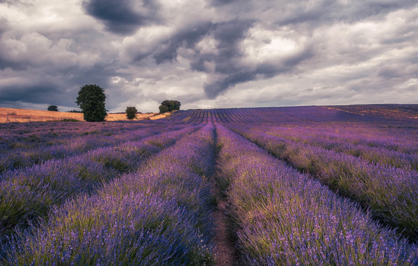 Photo wallpaper field, the sky, flowers, lavender, plantation, lavender field