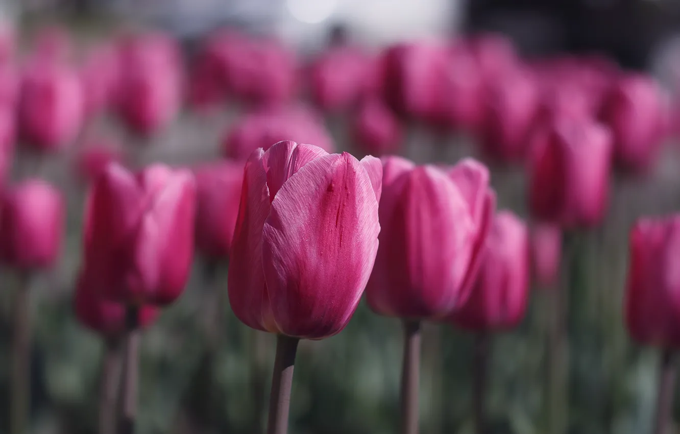 Photo wallpaper flowers, spring, tulips, pink