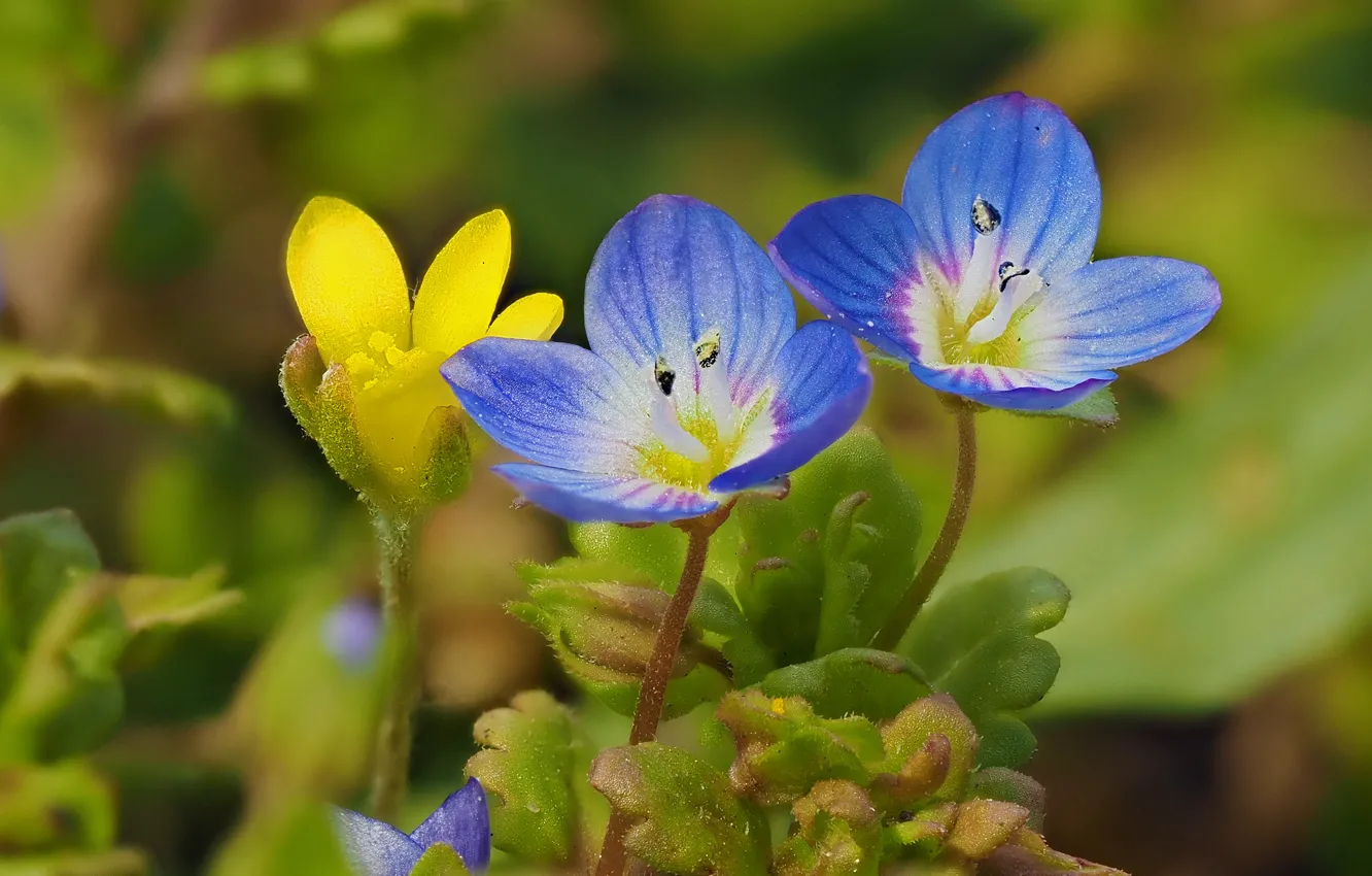 Photo wallpaper macro, Veronica, bokeh