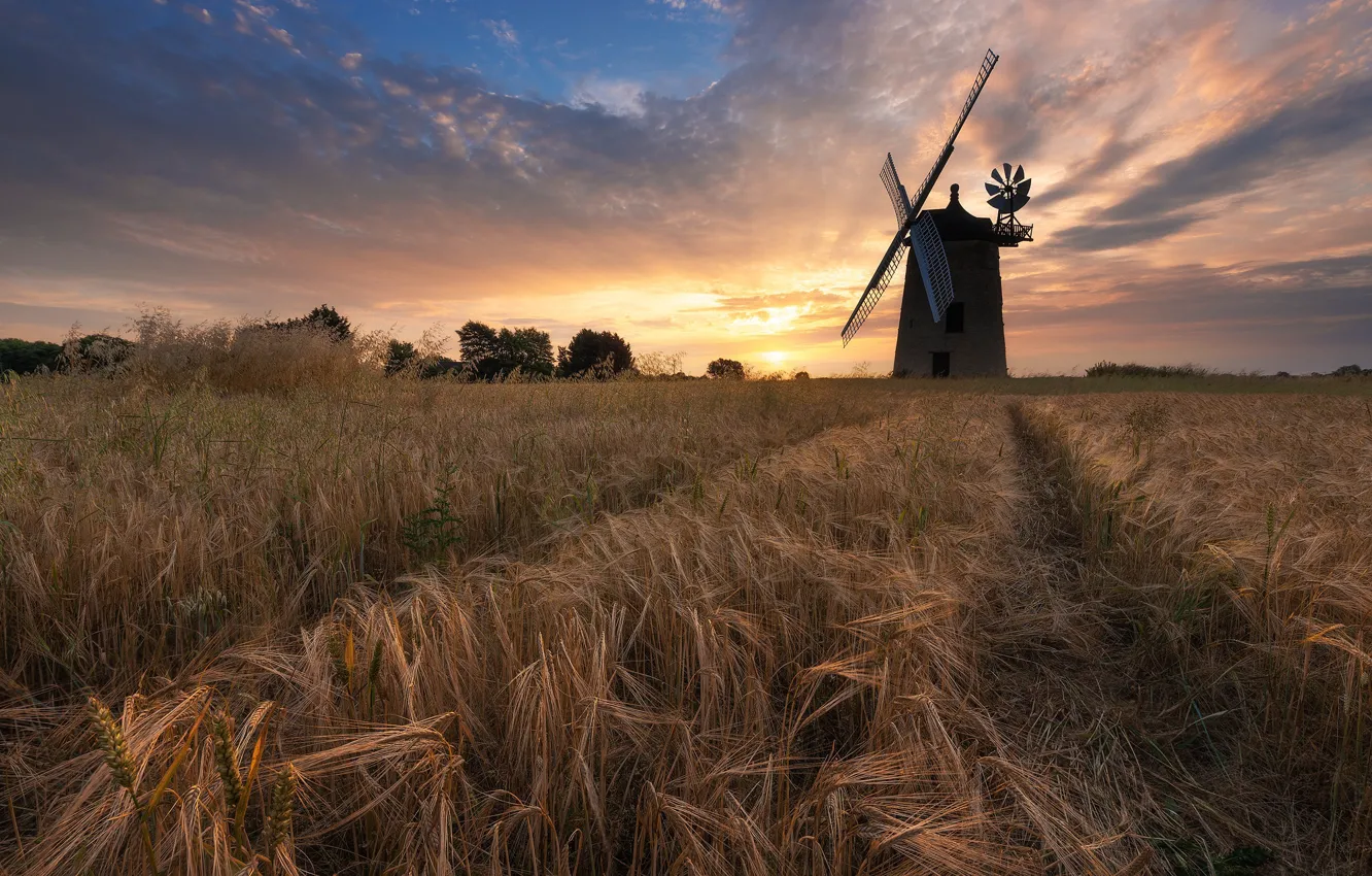 Photo wallpaper field, ears, windmill