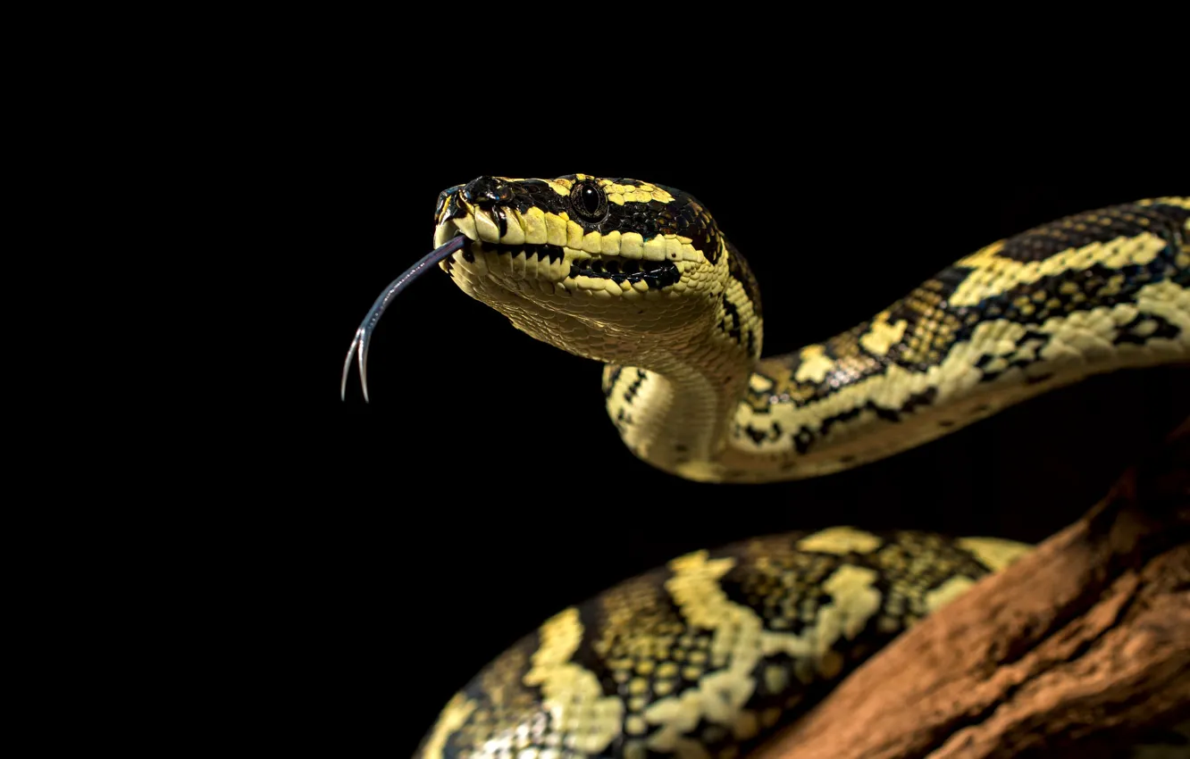 Photo wallpaper language, look, trees, snake, Python, black background, spotted