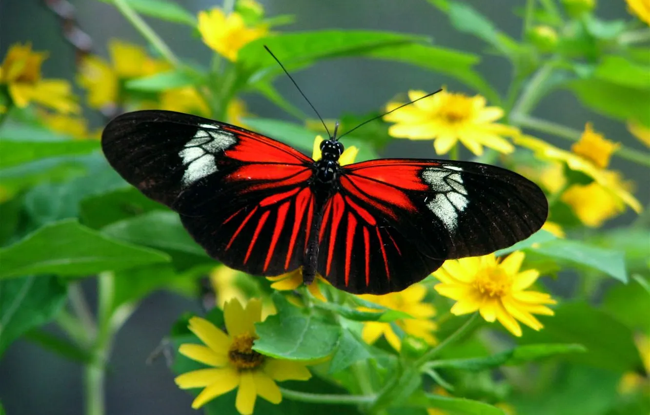 Photo wallpaper leaves, macro, butterfly, wings, beautiful, flowers, closeup