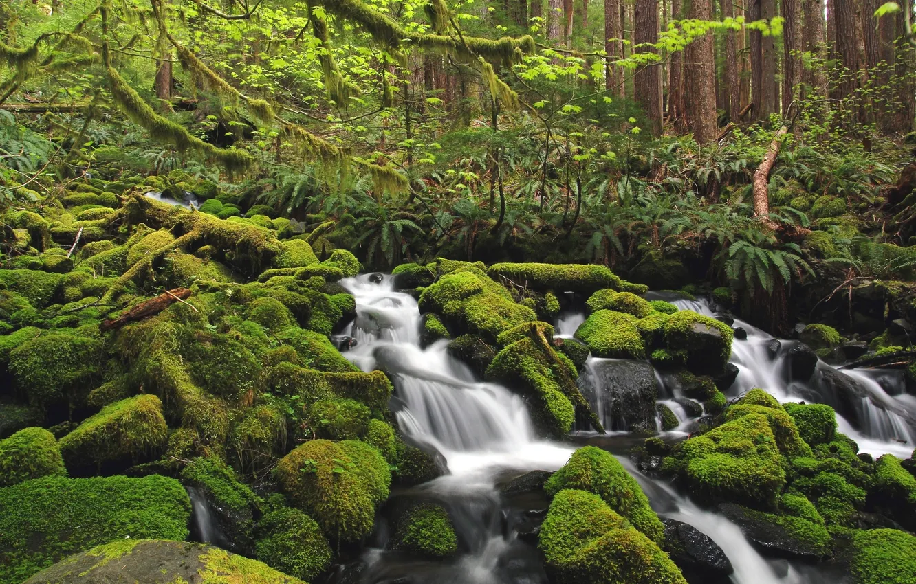 Photo wallpaper forest, water, green, river, stones, moss