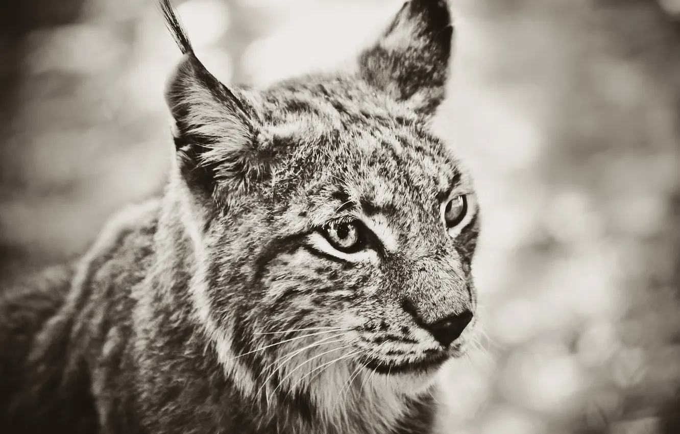 Photo wallpaper look, beast, lynx