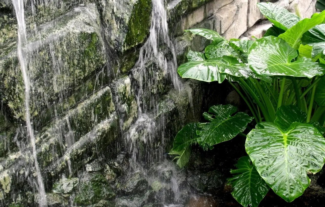 Photo wallpaper water, flowers, nature, purity, source