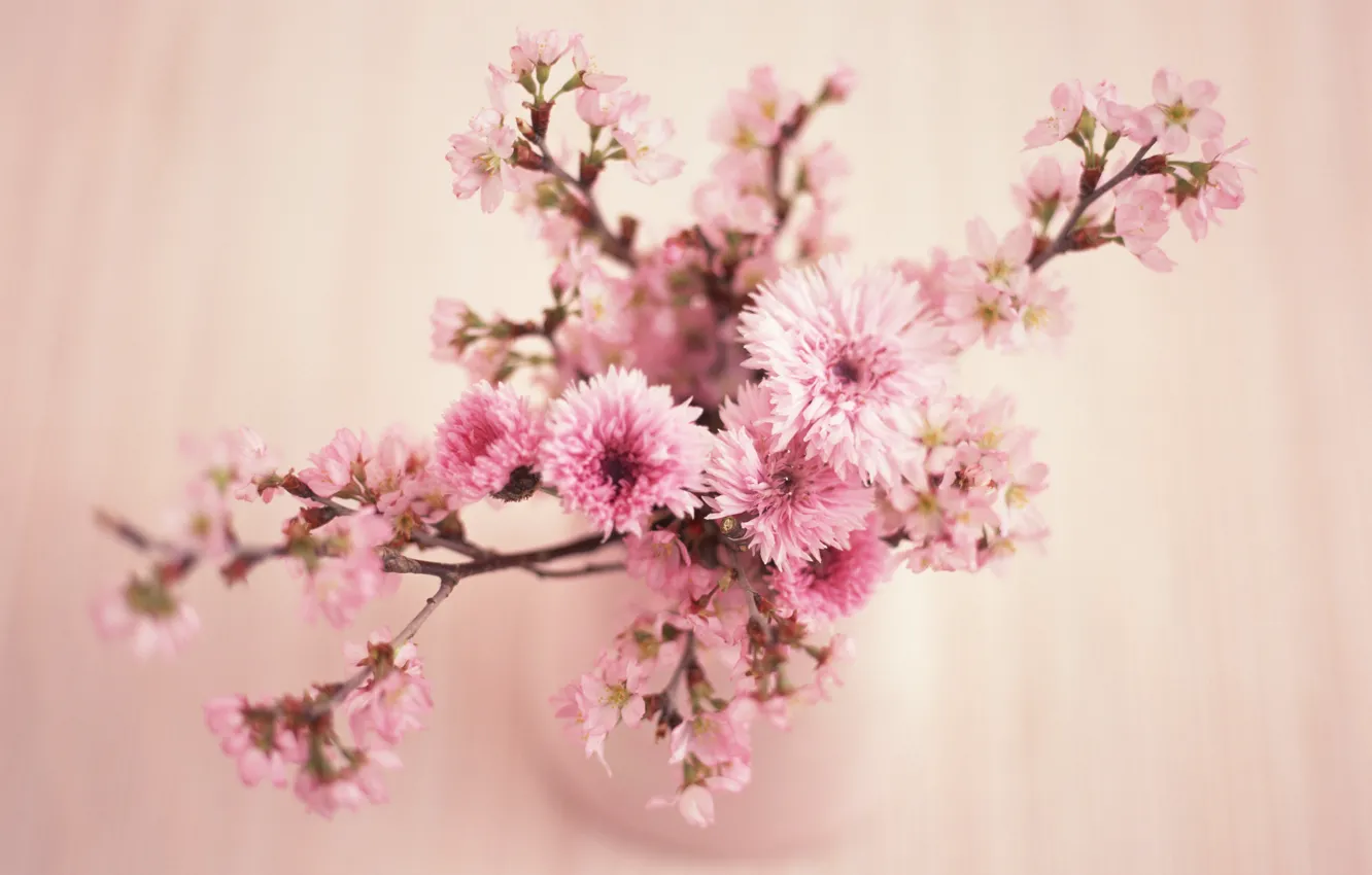 Photo wallpaper flowers, pink, flowers, beauty