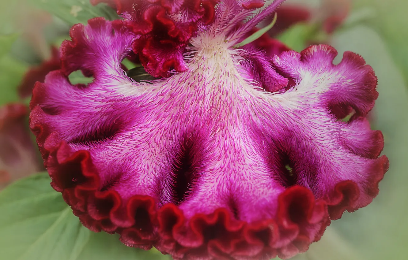 Photo wallpaper flower, Celosia, a cock's comb, red-pink