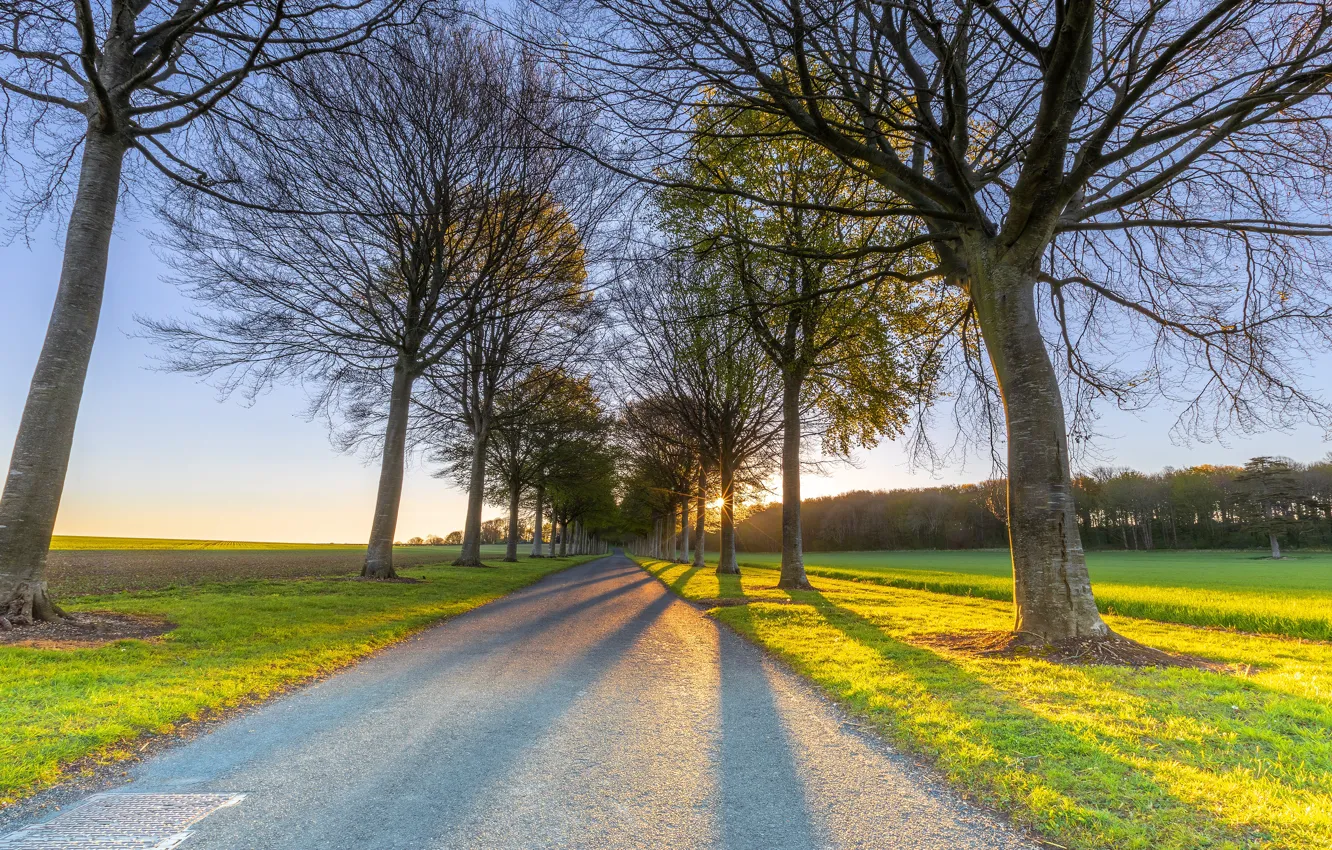 Photo wallpaper road, the sun, trees, branches, lawn, spring, dal, morning