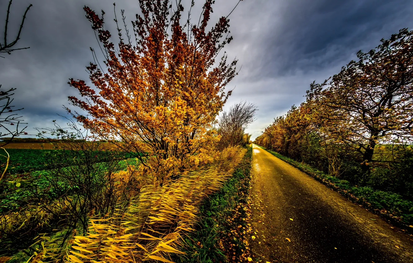 Photo wallpaper road, autumn, paint