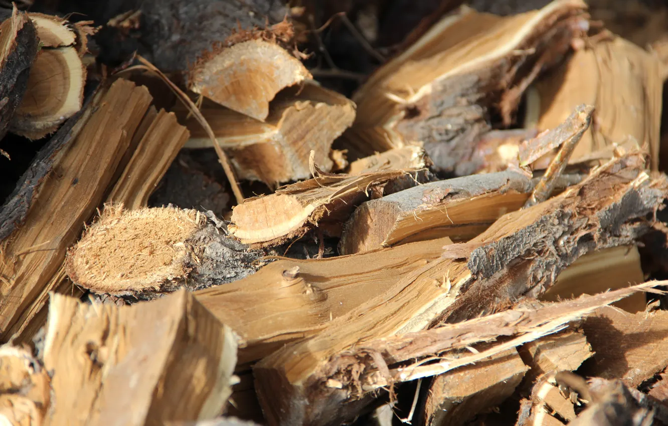 Photo wallpaper trees, wood, bark