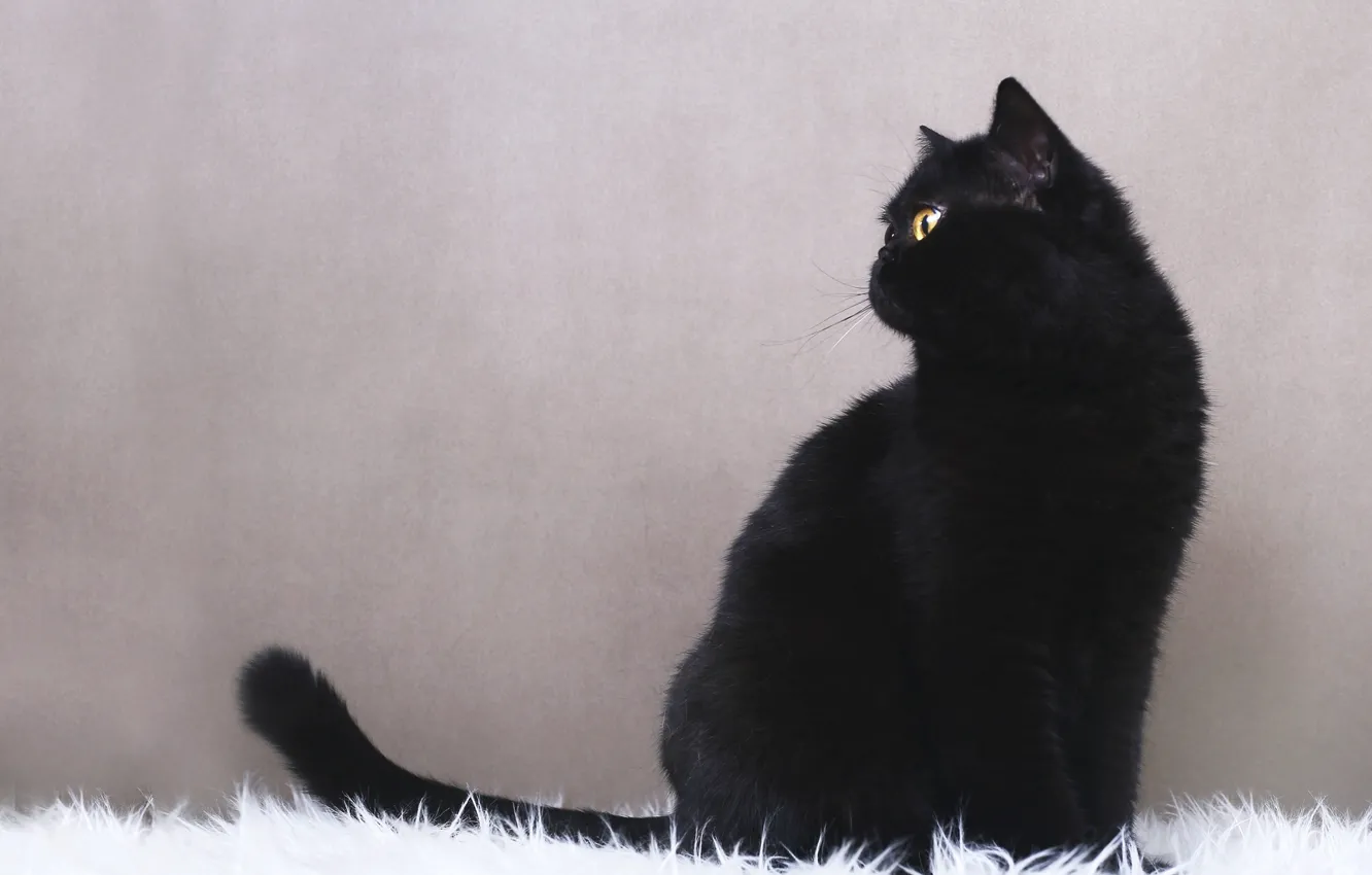 Photo wallpaper cat, black, grey background