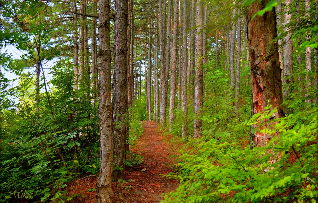 Photo wallpaper greens, forest, trees, forest, path, trees, path