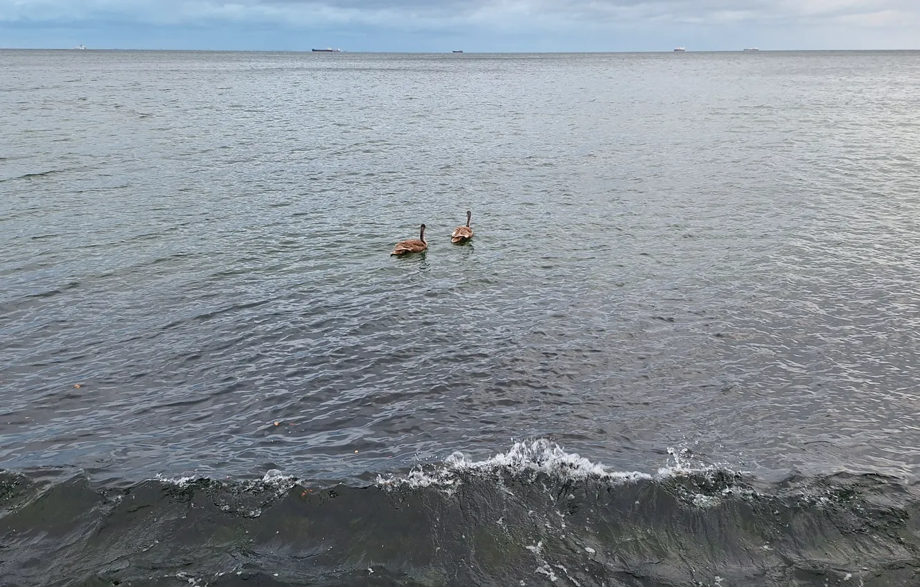 Photo wallpaper Sea, Swans, young