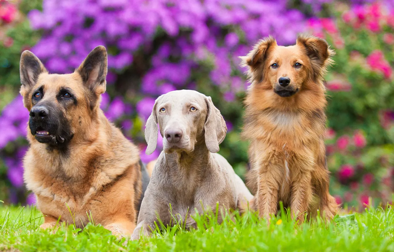 Photo wallpaper flowers, dog, bright, Trinity, Wallpaper from lolita777, boys