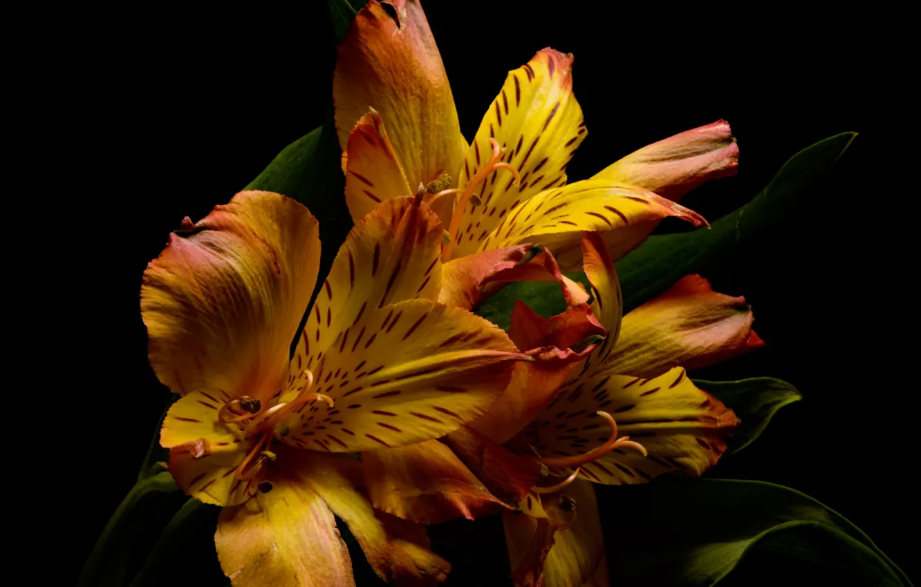 Photo wallpaper flowers, background, Orange Alstroemeria