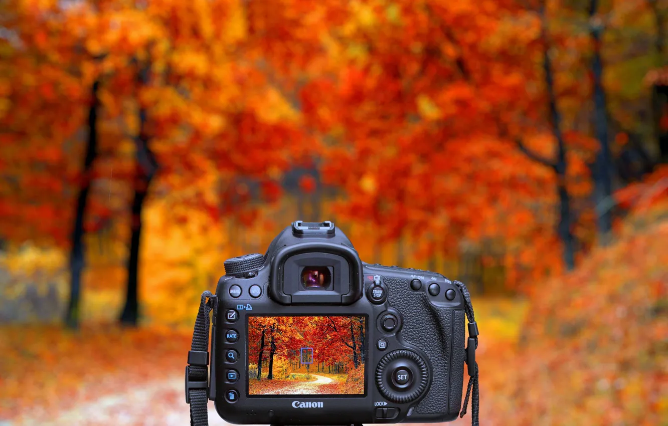 Photo wallpaper Nature, Autumn, Trees, Forest, The camera, Landscape, Canon, Photo