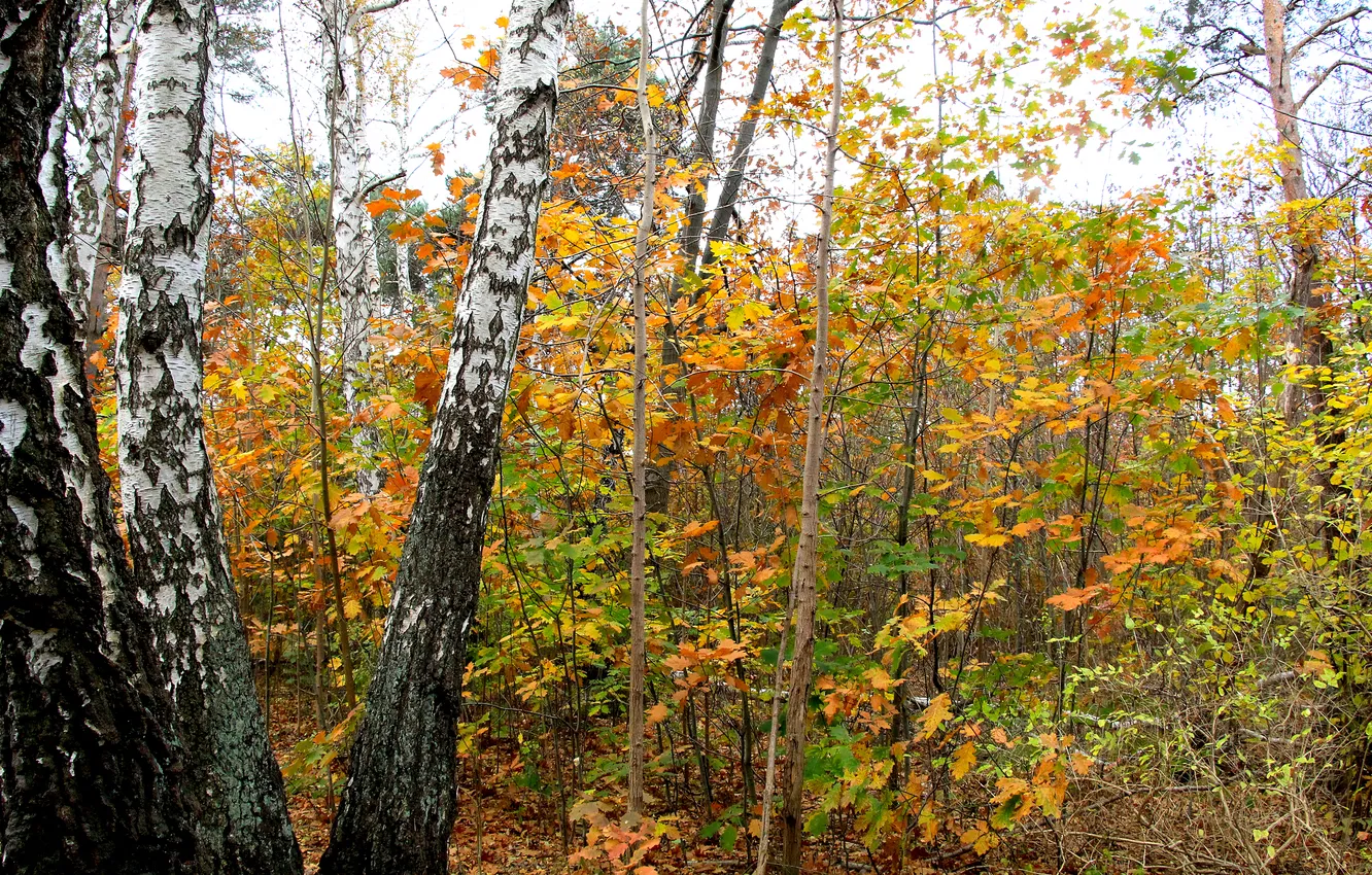 Photo wallpaper forest, park, autumn, fall