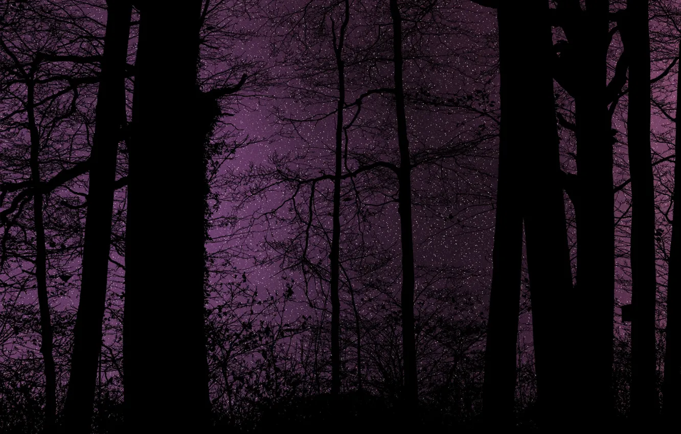 Photo wallpaper forest, the sky, stars, trees, night, nature