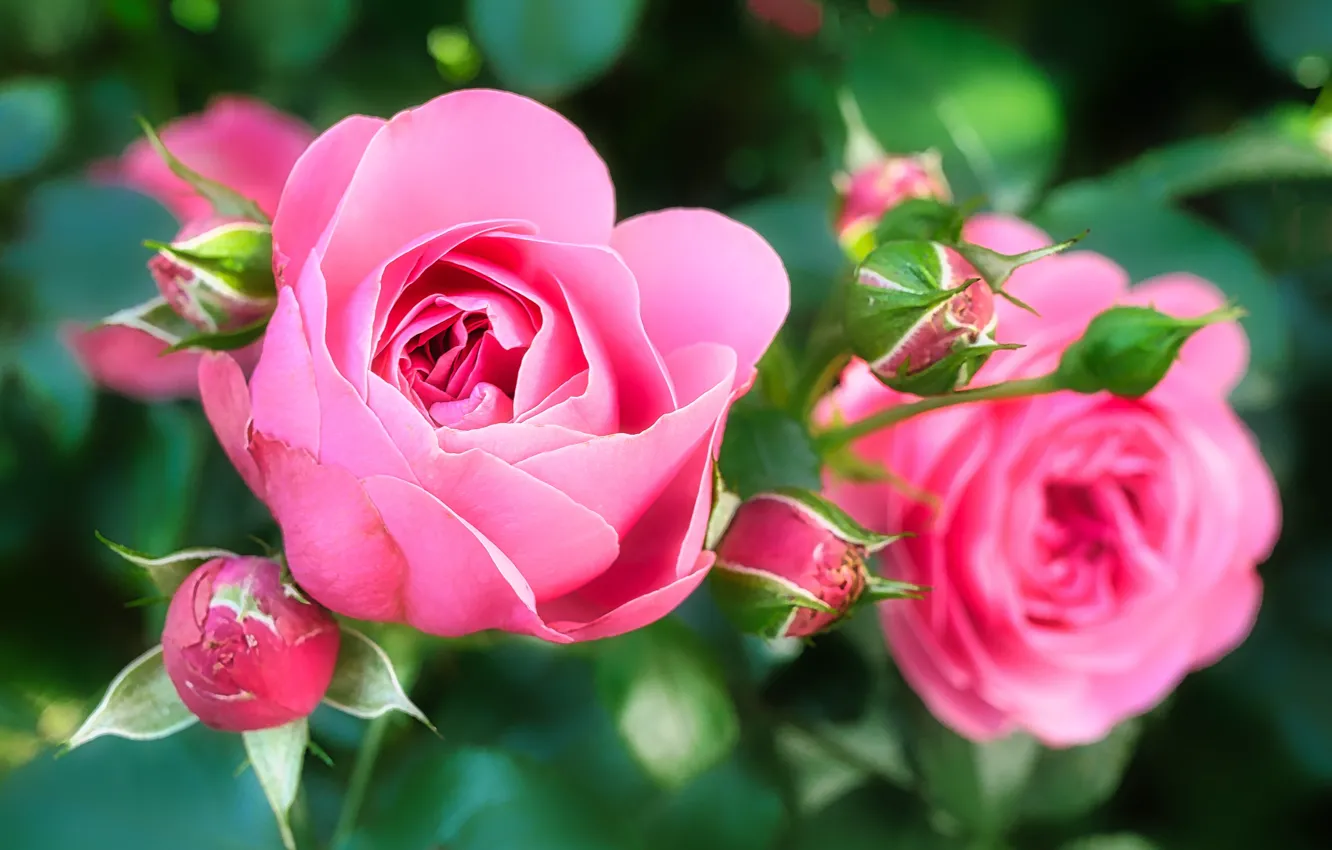 Photo wallpaper roses, buds, the bushes