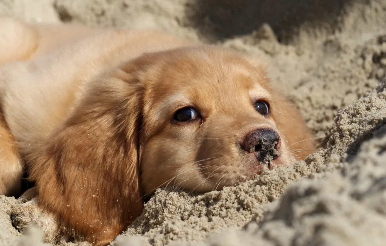 Photo wallpaper sand, nature, dog