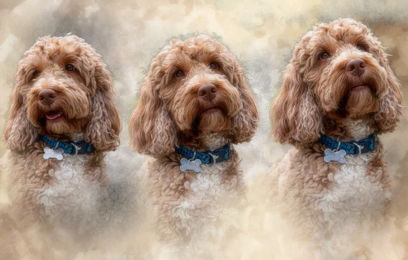 Photo wallpaper face, background, portrait, dog, treatment, texture, peer, photoart