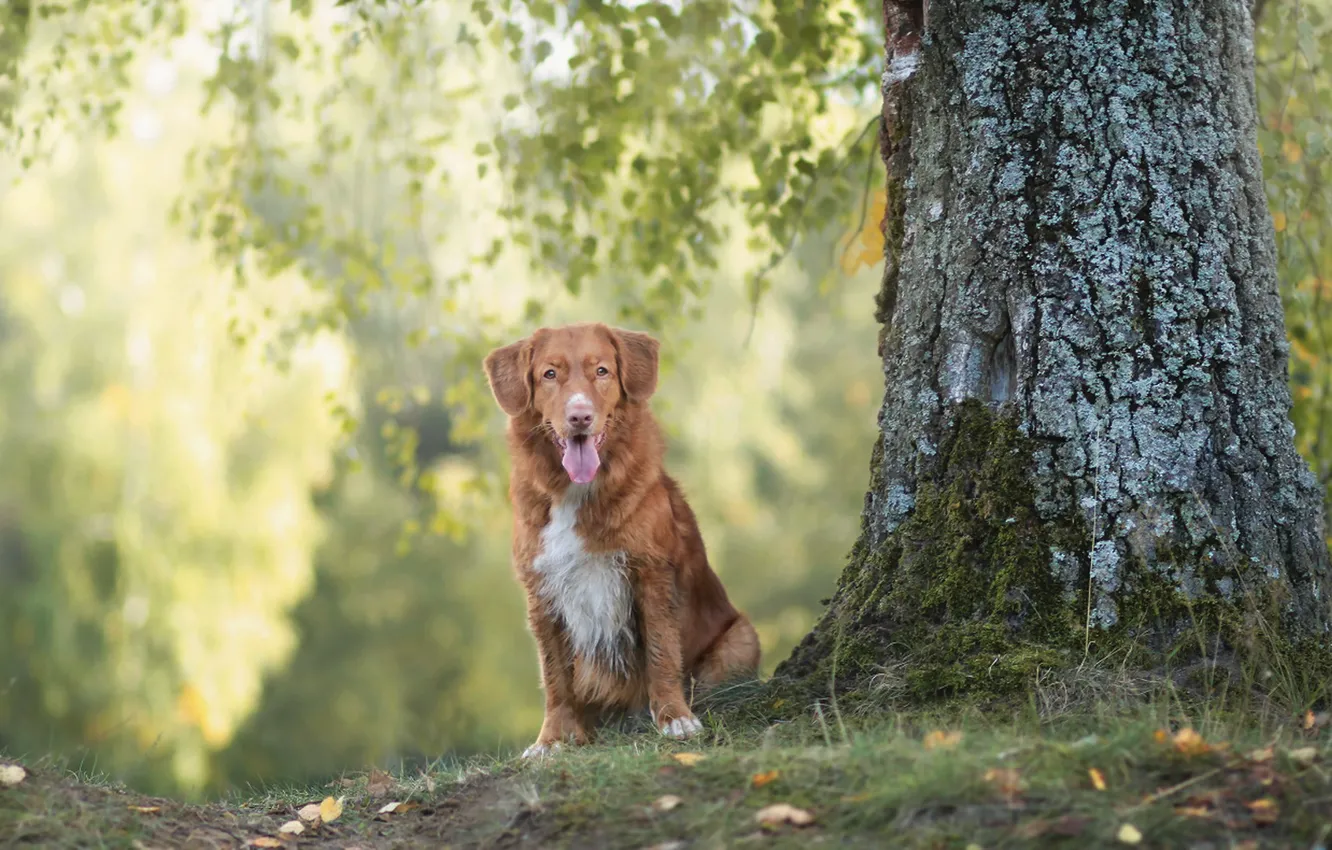 Photo wallpaper look, each, dog