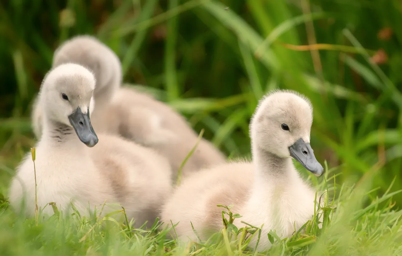 Photo wallpaper chick, baby, Chicks, brood, three Chicks, nature, the Lebeda, three birds