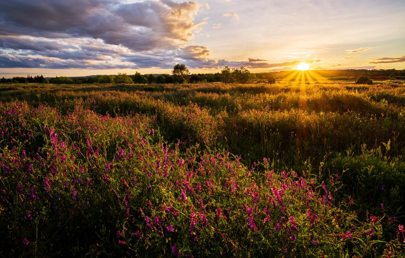 Photo wallpaper summer, the sun, sunset, flowers, meadow, vetch
