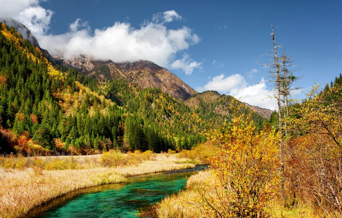 Photo wallpaper autumn, forest, the sky, grass, clouds, trees, mountains, stream