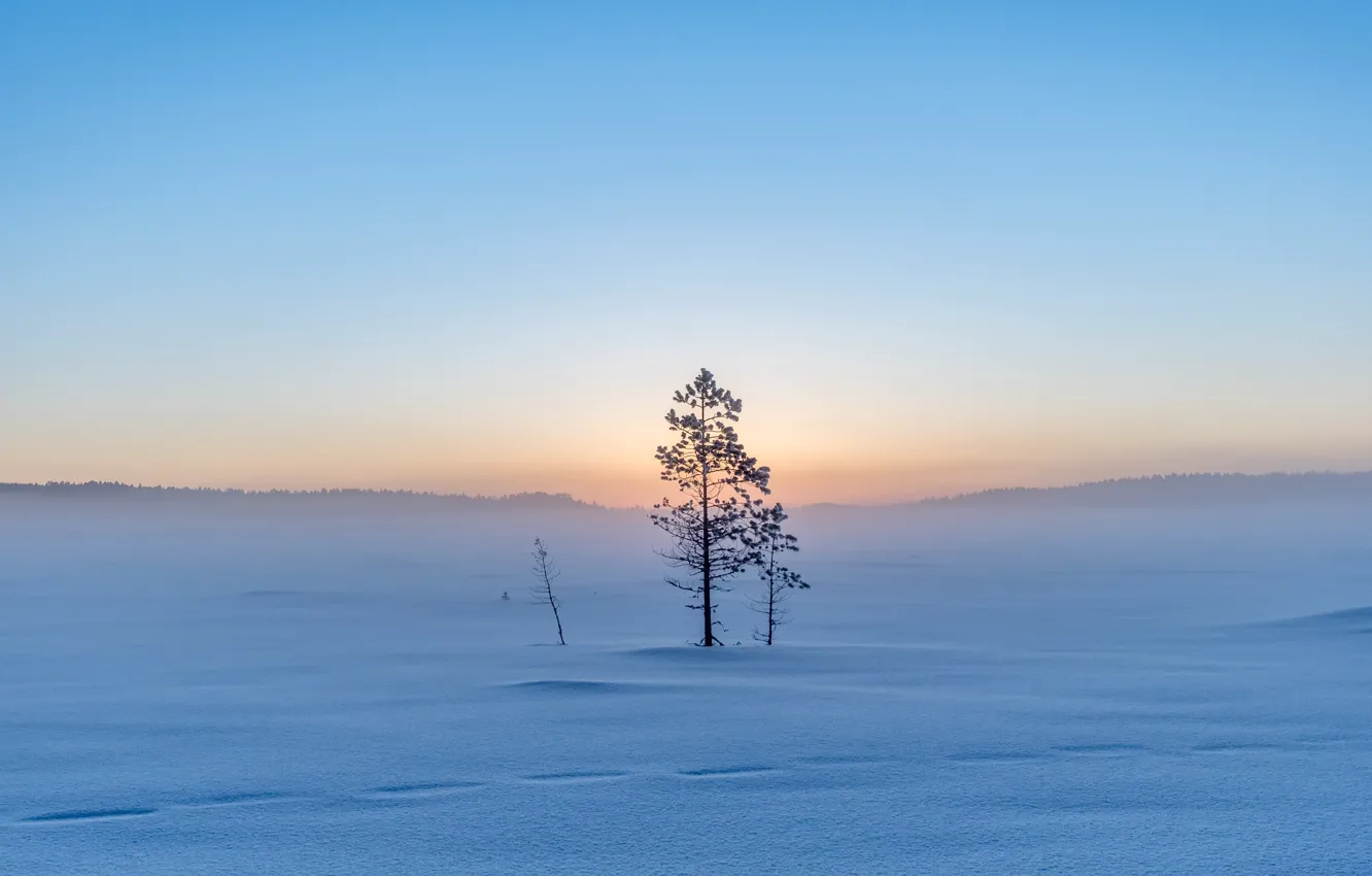 Photo wallpaper winter, fog, morning