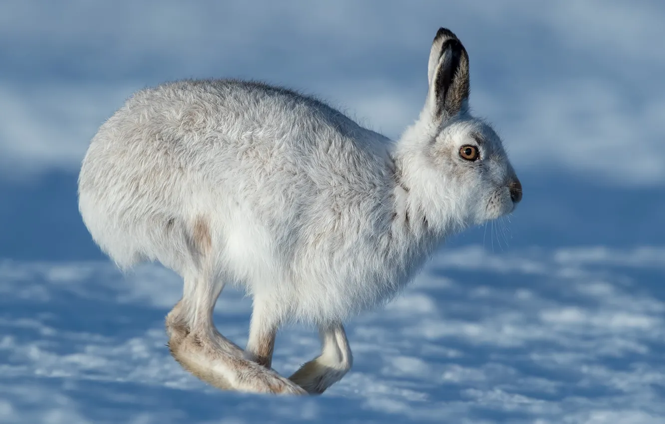 Photo wallpaper winter, look, snow, hare, profile, walk, Bunny, Whitey
