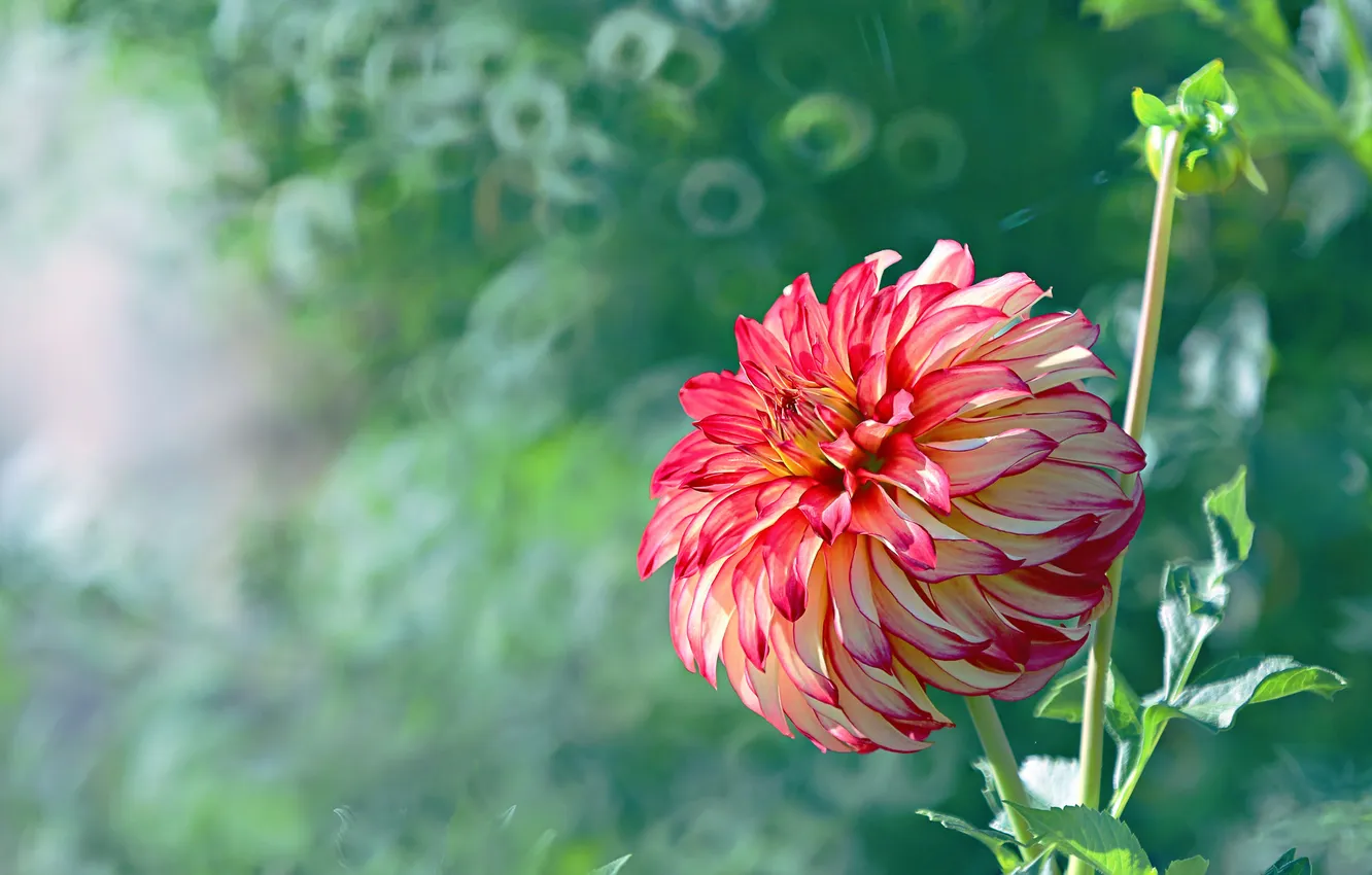 Photo wallpaper flowers, nature, background